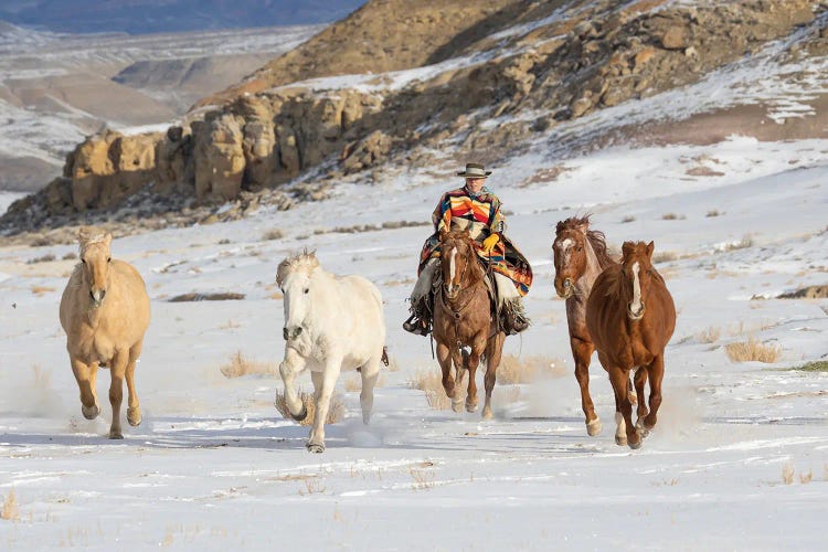 USA, Shell, Wyoming Hideout Ranch Cowboy Riding And Herding Horses In Snow