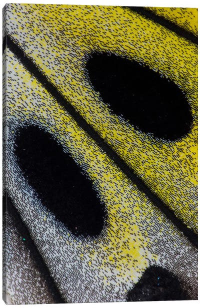 Butterfly Wing Macro-Photography X Canvas Art Print - Darrell Gulin