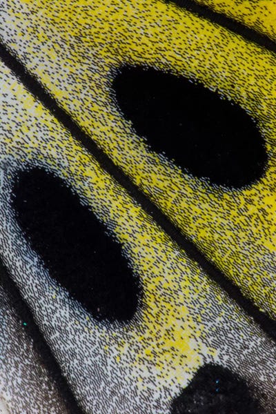 Wings: Butterfly Wing Macro-Photography X by Darrell Gulin