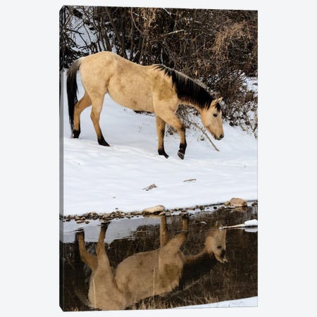 USA, Shell, Wyoming Hideout Ranch Lone Horse In Reflection Shell Creek Canvas Print #DGU181} by Darrell Gulin Art Print