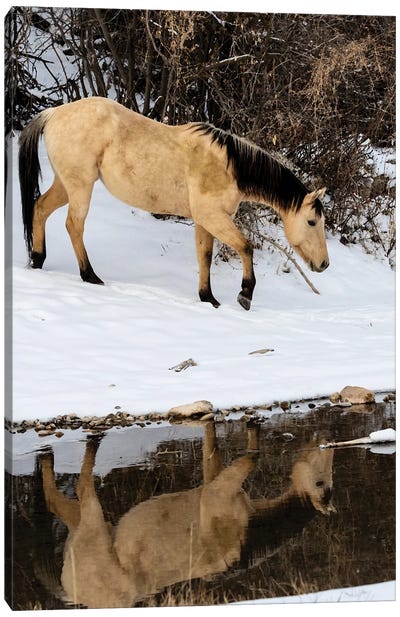 USA, Shell, Wyoming Hideout Ranch Lone Horse In Reflection Shell Creek Canvas Art Print - Darrell Gulin