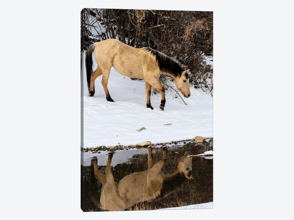 USA, Shell, Wyoming Hideout Ranch Lone Horse In Reflection Shell Creek by Darrell Gulin 1-piece Canvas Art
