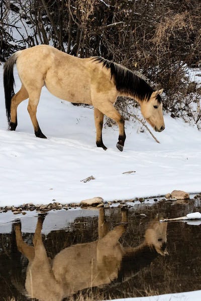 Wyoming: USA, Shell, Wyoming Hideout Ranch Lone Horse In Reflection Shell Creek by Darrell Gulin