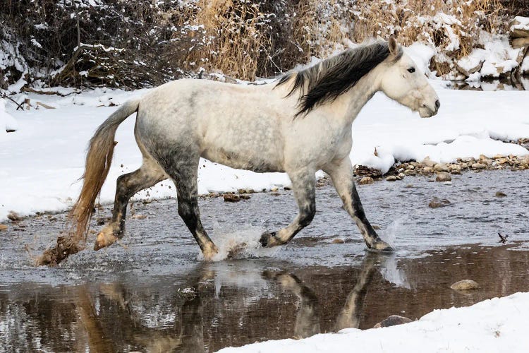 USA, Shell, Wyoming Hideout Ranch Lone Horse In Snow