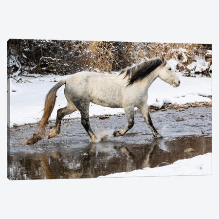 USA, Shell, Wyoming Hideout Ranch Lone Horse In Snow Canvas Print #DGU182} by Darrell Gulin Canvas Print