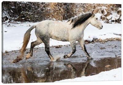 USA, Shell, Wyoming Hideout Ranch Lone Horse In Snow Canvas Art Print - Wyoming Art