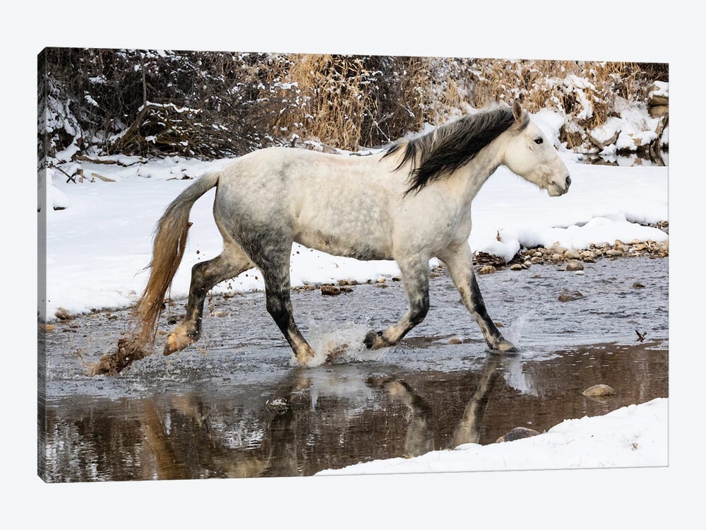 USA, Shell, Wyoming Hideout Ranch Lone Horse In Snow by Darrell Gulin 1-piece Canvas Art Print