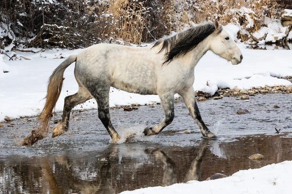 Wyoming: USA, Shell, Wyoming Hideout Ranch Lone Horse In Snow by Darrell Gulin