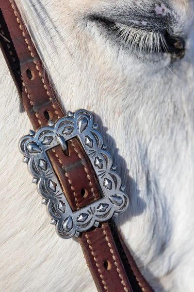 Wyoming: USA, Shell, Wyoming Hideout Ranch Tack On Horse by Darrell Gulin