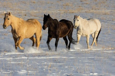 USA, Shell, Wyoming Hideout Ranch With Small Herd Of Horses In Snow I by Darrell Gulin art print
