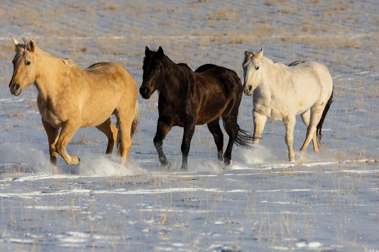 USA, Shell, Wyoming Hideout Ranch With Small Herd Of Horses In Snow I