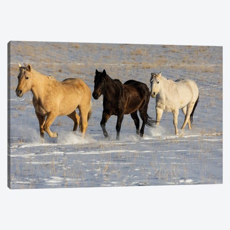 USA, Shell, Wyoming Hideout Ranch With Small Herd Of Horses In Snow I Canvas Print #DGU186} by Darrell Gulin Canvas Wall Art