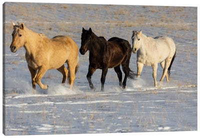 USA, Shell, Wyoming Hideout Ranch With Small Herd Of Horses In Snow I Canvas Art Print - Darrell Gulin