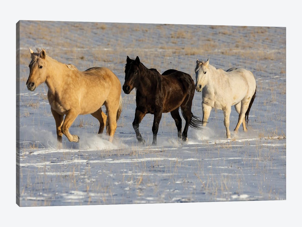 USA, Shell, Wyoming Hideout Ranch With Small Herd Of Horses In Snow I by Darrell Gulin 1-piece Canvas Print