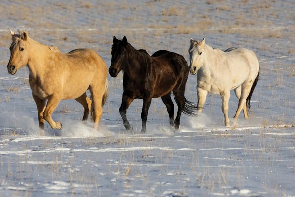 Wyoming: USA, Shell, Wyoming Hideout Ranch With Small Herd Of Horses In Snow I by Darrell Gulin
