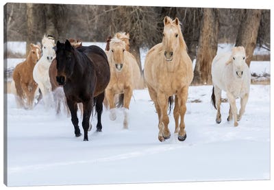 USA, Shell, Wyoming Hideout Ranch With Small Herd Of Horses In Snow II Canvas Art Print - Farm Animal Art