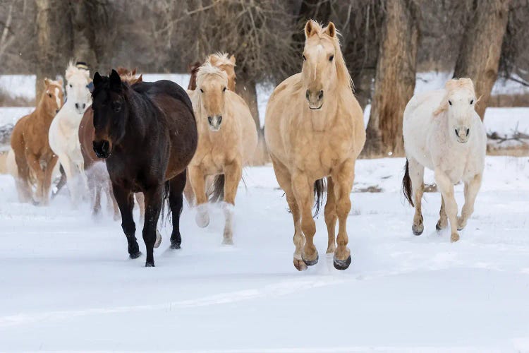 USA, Shell, Wyoming Hideout Ranch With Small Herd Of Horses In Snow II by Darrell Gulin wall art