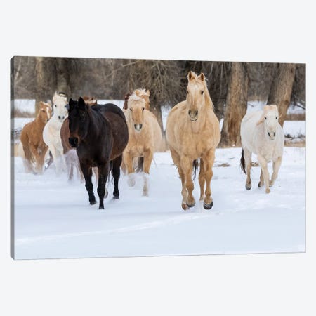 USA, Shell, Wyoming Hideout Ranch With Small Herd Of Horses In Snow II Canvas Print #DGU187} by Darrell Gulin Canvas Wall Art