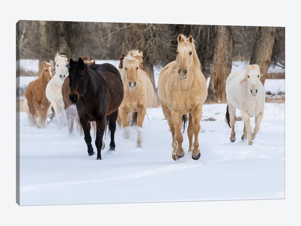 USA, Shell, Wyoming Hideout Ranch With Small Herd Of Horses In Snow II by Darrell Gulin 1-piece Canvas Wall Art
