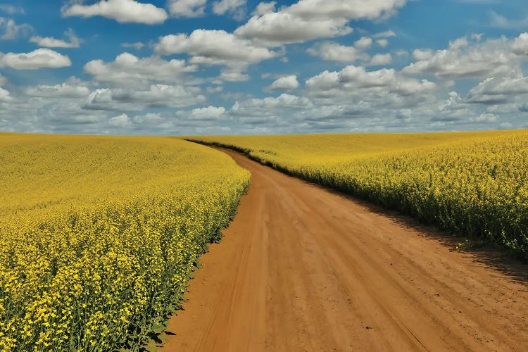 USA, Washington State, Palouse Springtime Landscape Dirt Roadway And Canola Fields