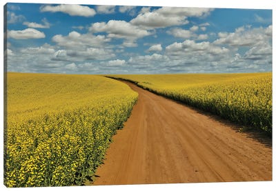 USA, Washington State, Palouse Springtime Landscape Dirt Roadway And Canola Fields Canvas Art Print