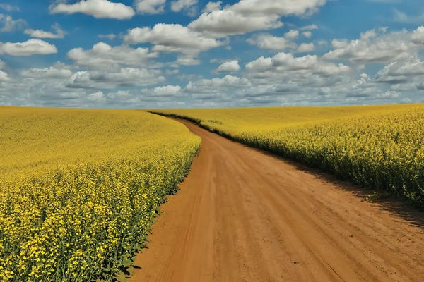Darrell Gulin: USA, Washington State, Palouse Springtime Landscape Dirt Roadway And Canola Fields by Darrell Gulin