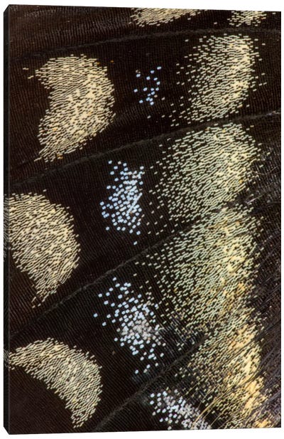 Butterfly Wing Macro-Photography XI Canvas Art Print - Darrell Gulin