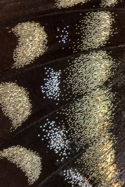 Wings: Butterfly Wing Macro-Photography XI by Darrell Gulin