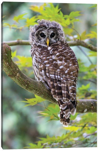 USA, Washington State, Sammamish Barred Owl Perched In Japanese Maple Tree Canvas Art Print - Darrell Gulin