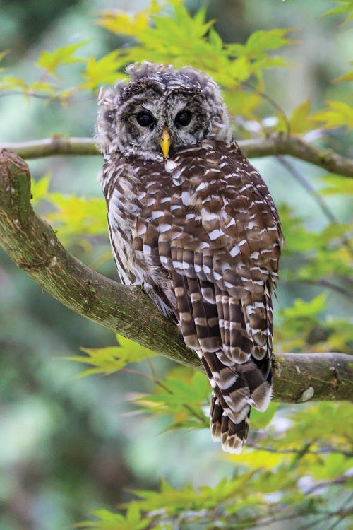 USA, Washington State, Sammamish Barred Owl Perched In Japanese Maple Tree