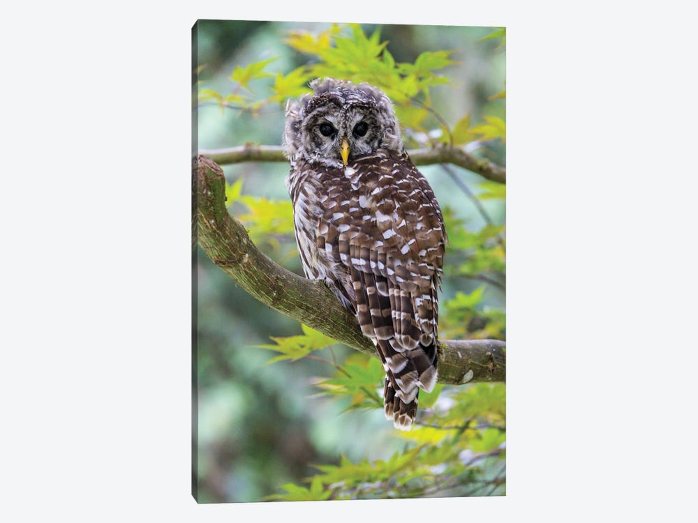 USA, Washington State, Sammamish Barred Owl Perched In Japanese Maple Tree by Darrell Gulin 1-piece Canvas Wall Art