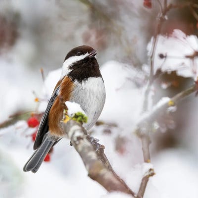 USA, Washington State, Sammamish Chestnut Chickadee On Snow Covered Crabapple Tree by Darrell Gulin framed wall art