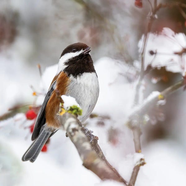 Darrell Gulin: USA, Washington State, Sammamish Chestnut Chickadee On Snow Covered Crabapple Tree by Darrell Gulin