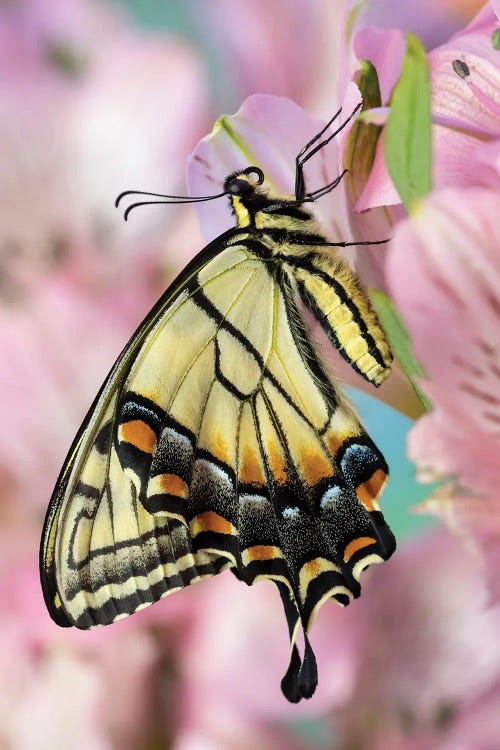 USA, Washington State, Sammamish Eastern Tiger Swallowtail Butterfly On Peruvian Lily