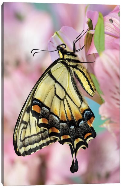 USA, Washington State, Sammamish Eastern Tiger Swallowtail Butterfly On Peruvian Lily Canvas Art Print