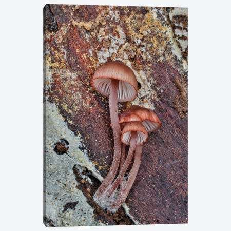 USA, Washington State, Sammamish Mushrooms Growing On Fall Alder Tree Log Canvas Print #DGU193} by Darrell Gulin Canvas Wall Art