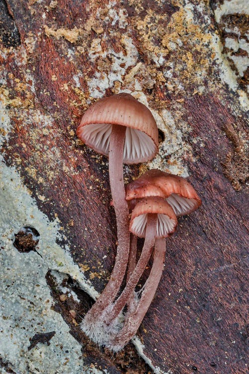 USA, Washington State, Sammamish Mushrooms Growing On Fall Alder Tree Log