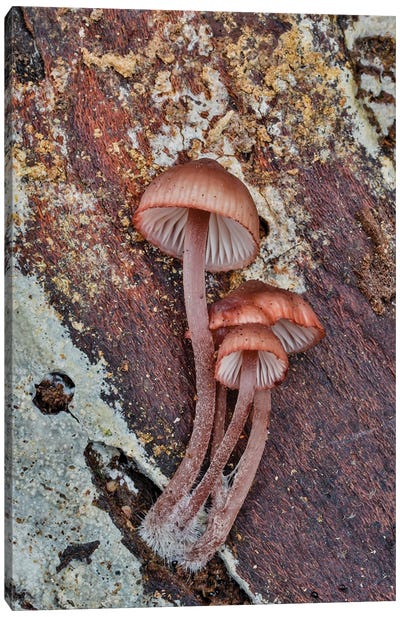 USA, Washington State, Sammamish Mushrooms Growing On Fall Alder Tree Log Canvas Art Print - Mushroom Art