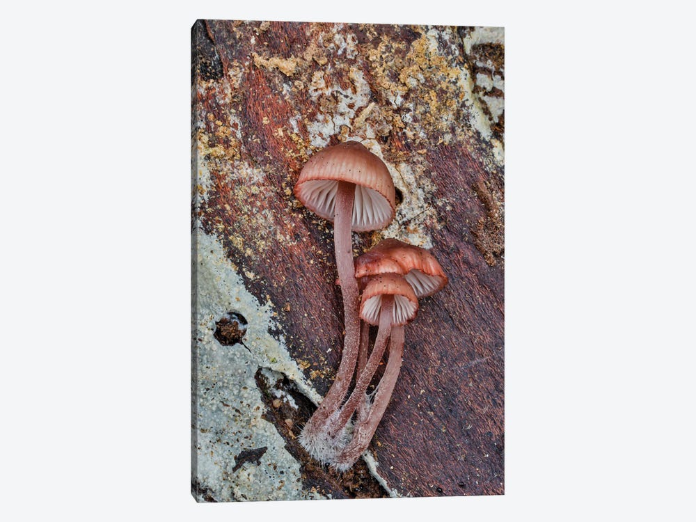 USA, Washington State, Sammamish Mushrooms Growing On Fall Alder Tree Log by Darrell Gulin 1-piece Canvas Print