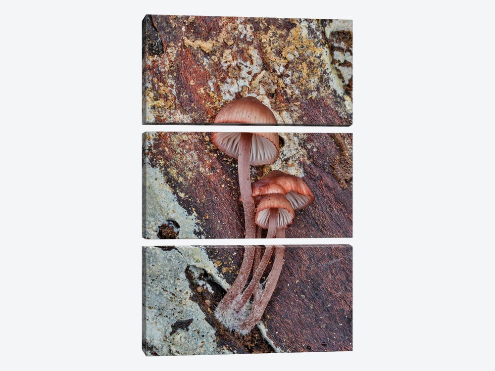 USA, Washington State, Sammamish Mushrooms Growing On Fall Alder Tree Log by Darrell Gulin 3-piece Canvas Print