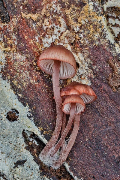Darrell Gulin: USA, Washington State, Sammamish Mushrooms Growing On Fall Alder Tree Log by Darrell Gulin