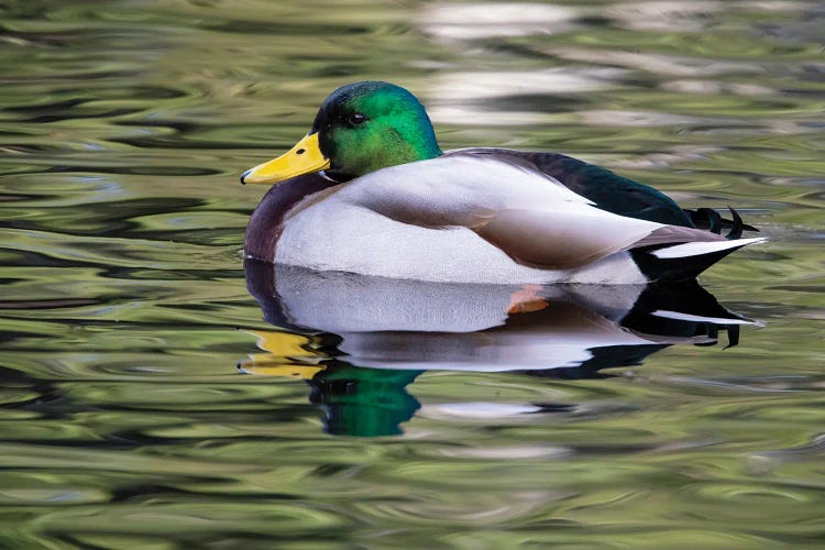 USA, Washington State, Sammamish Yellow Lake With Male Drake Mallard Duck