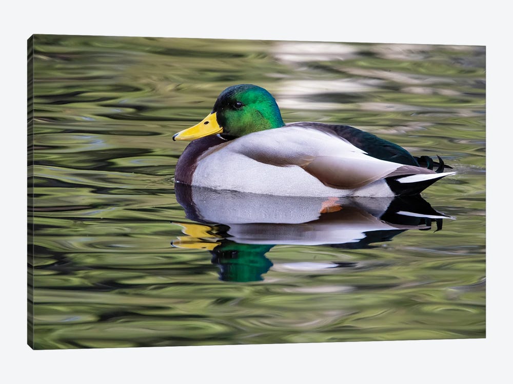 USA, Washington State, Sammamish Yellow Lake With Male Drake Mallard Duck by Darrell Gulin 1-piece Canvas Art