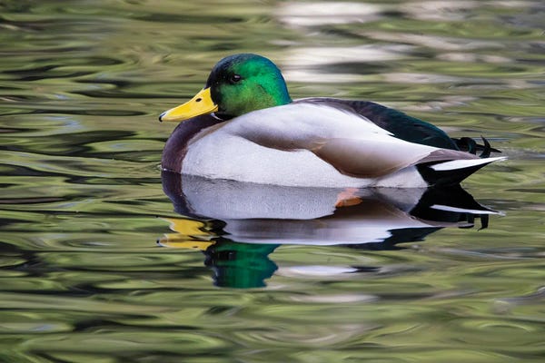 Darrell Gulin: USA, Washington State, Sammamish Yellow Lake With Male Drake Mallard Duck by Darrell Gulin