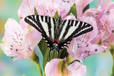 USA, Washington State, Sammamish Zebra Swallowtail Butterfly On Pink Peruvian Lily by Darrell Gulin framed wall art
