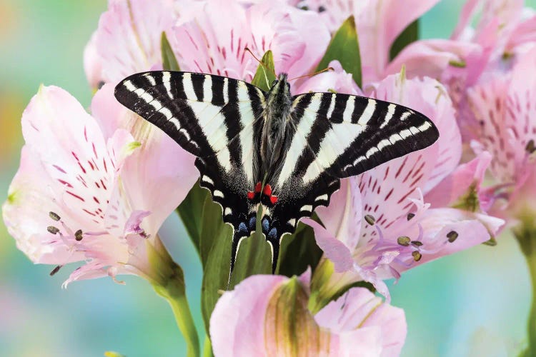 USA, Washington State, Sammamish Zebra Swallowtail Butterfly On Pink Peruvian Lily