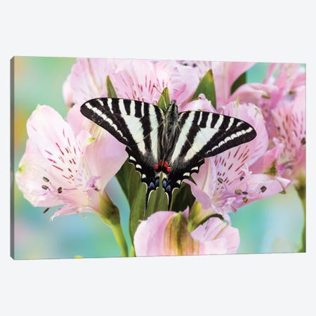 USA, Washington State, Sammamish Zebra Swallowtail Butterfly On Pink Peruvian Lily Canvas Print #DGU195} by Darrell Gulin Canvas Print