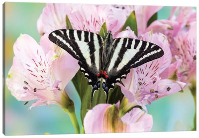 USA, Washington State, Sammamish Zebra Swallowtail Butterfly On Pink Peruvian Lily Canvas Art Print
