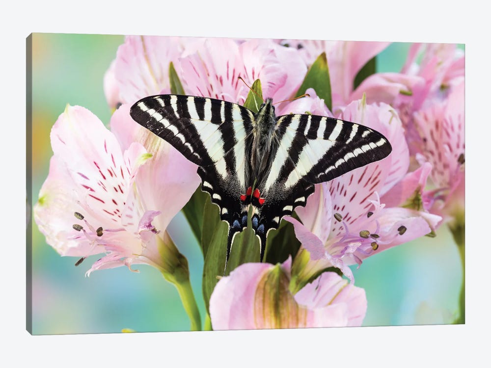 USA, Washington State, Sammamish Zebra Swallowtail Butterfly On Pink Peruvian Lily by Darrell Gulin 1-piece Canvas Art Print