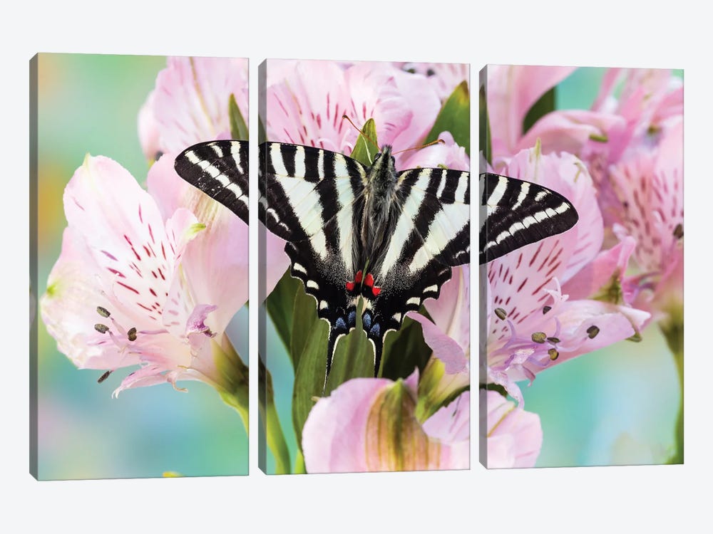 USA, Washington State, Sammamish Zebra Swallowtail Butterfly On Pink Peruvian Lily by Darrell Gulin 3-piece Canvas Print